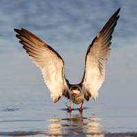 Black Skimmer (Rynchops niger)