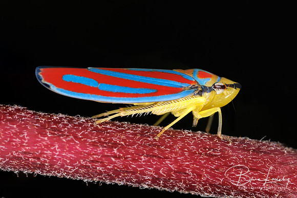 Candy-striped Leafhopper