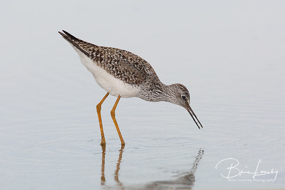Lesser Yellowlegs - Texas