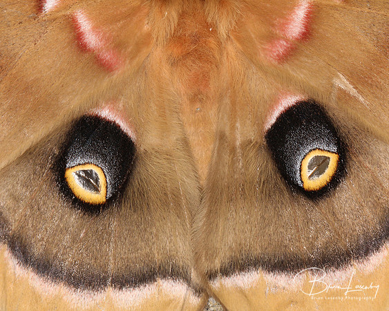 Polyphemus Moth - Wing Detail