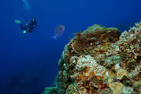 Scuba Diver and Blue Tang