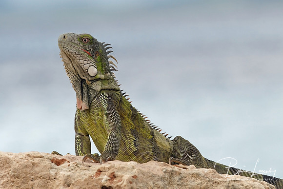 Green Iguana (Iguana iguana) - Bonaire
