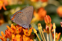 Coral Hairstreak nectaring on Butterfly Milkweed