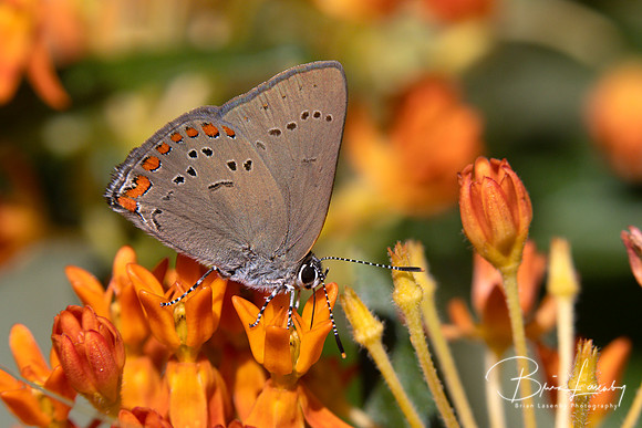 Coral Hairstreak nectaring on Butterfly Milkweed