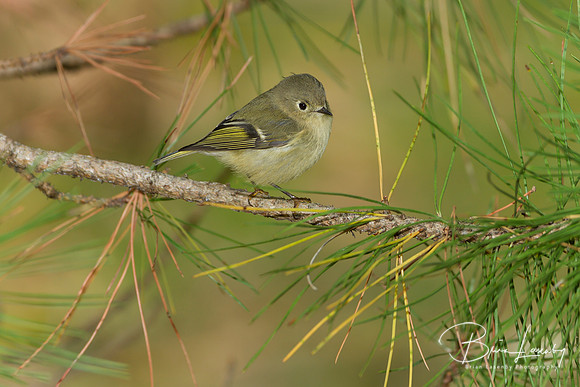 Ruby-Crowned Kinglet