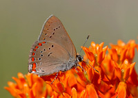 Coral Hairstreak on Butterflyweed - Pinery Provincial Park, ON