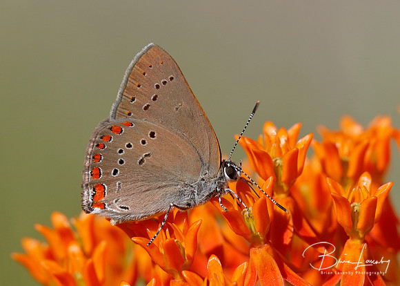 Coral Hairstreak on Butterflyweed - Pinery Provincial Park, ON
