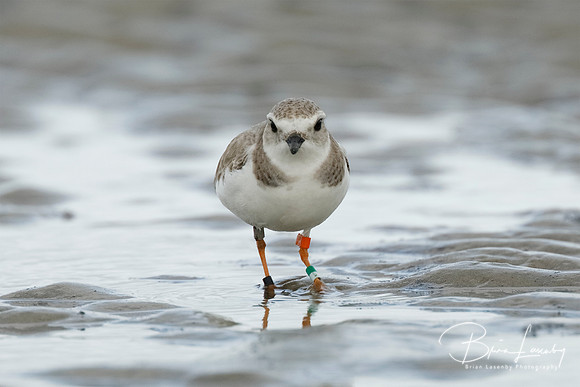 Piping Plover foraging on a beach in winter