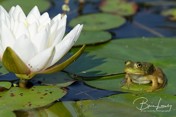 American Bullfrog