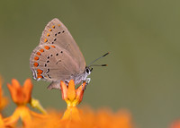 Coral Hairstreak nectaring on Butterfly Milkweed