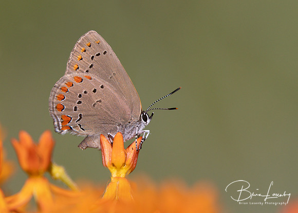 Coral Hairstreak nectaring on Butterfly Milkweed