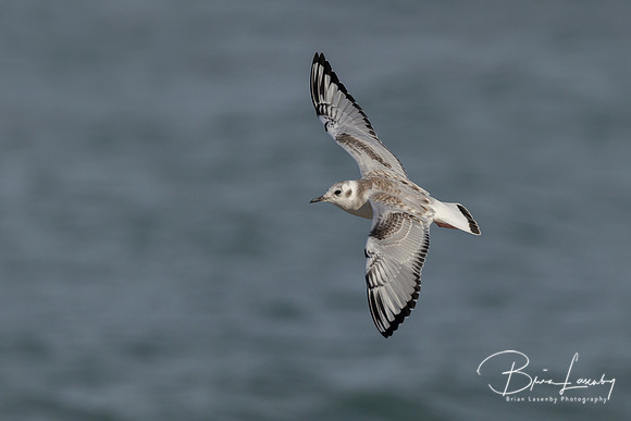 Bonaparte's Gull in flight over a Lake Huron beach in autumn