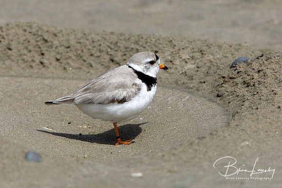 Piping Plover at Nest Excavation on Beach
