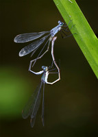 Northern Spreadwings mating - Pinery Provincial Park, ON