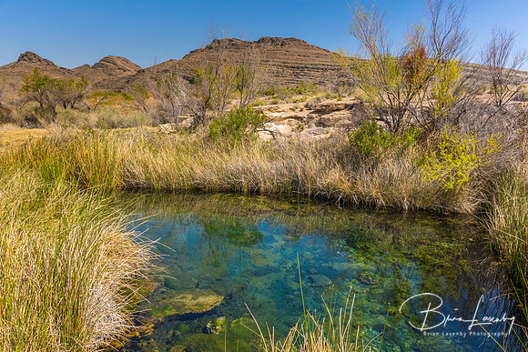 Desert Spring in Ash Meadows National Wildlife Refuge, Nevada