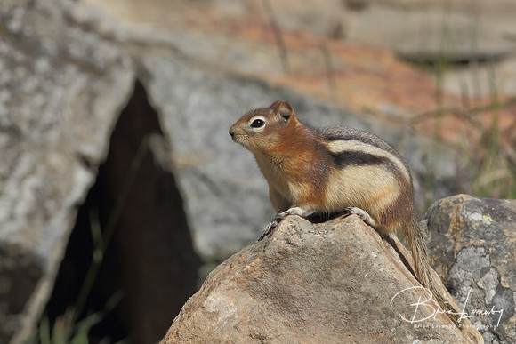​Golden-mantled Ground Squirrel