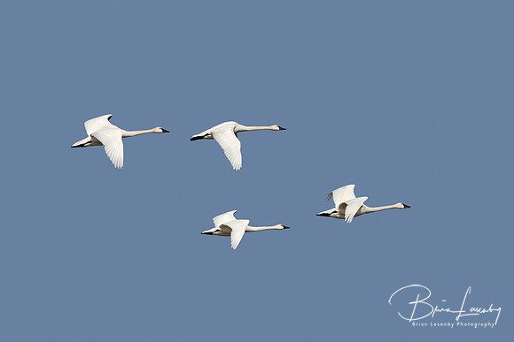 Tundra Swans - Ontario, Canada