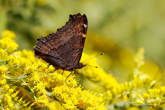 Milbert's Tortoiseshell Obtaining Nectar from a Goldenrod