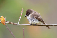 Eastern Phoebe Perched on a Branch