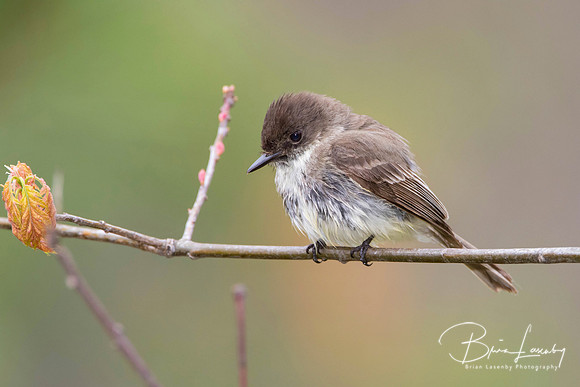 Eastern Phoebe Perched on a Branch