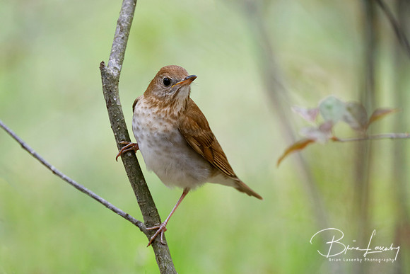Veery - Grand Bend, ON