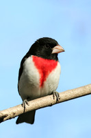 Male Rose-breasted Grosbeak