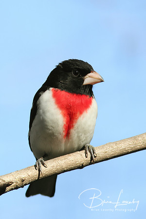 Male Rose-breasted Grosbeak
