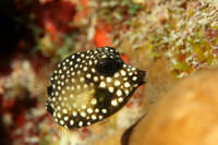 Smooth Trunkfish