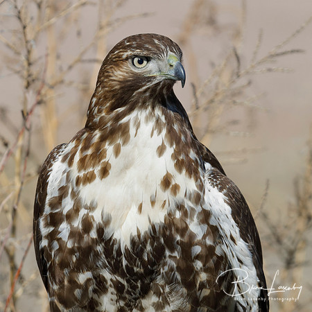 Juvenile Red-tailed Hawk - Bosque del Apache NWR, New Mexico