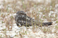 Common Nighthawk Perched on Ground - Texas