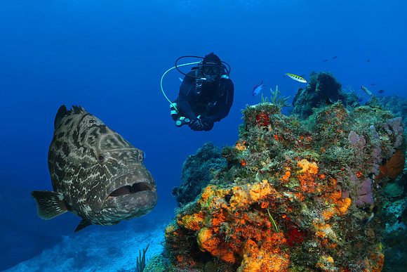 Black Grouper - Cozumel