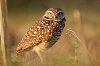 Burrowing Owl