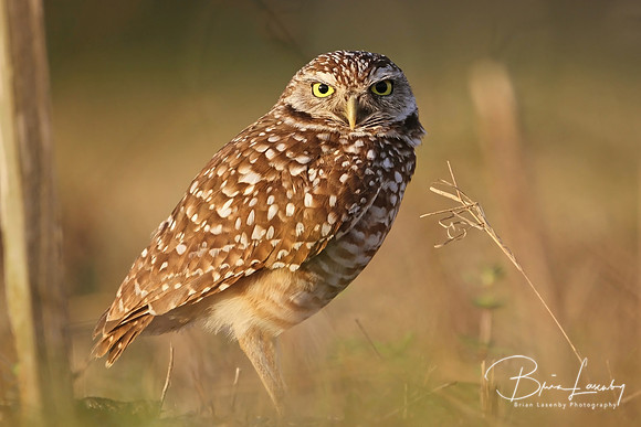 Burrowing Owl
