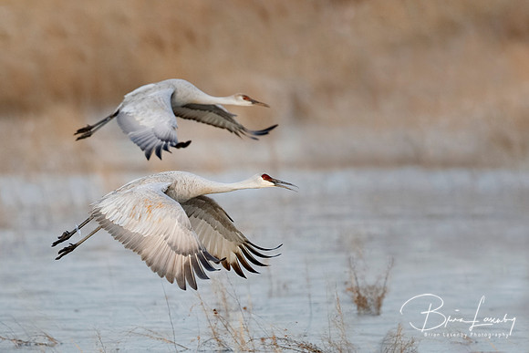Sandhill Cranes taking flight - New Mexico