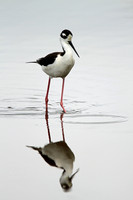 Black-necked Stilt