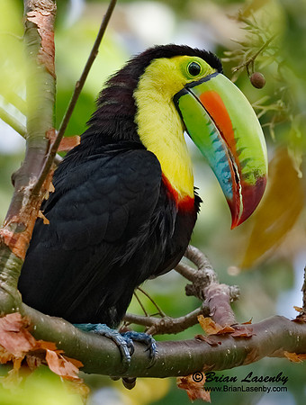 Keel-billed Toucan