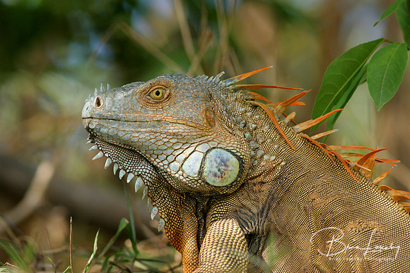 Black Iguana (Ctenosaura similis)