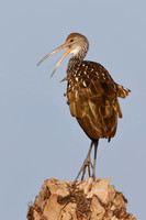 Limpkin calling from a palm stump - Florida