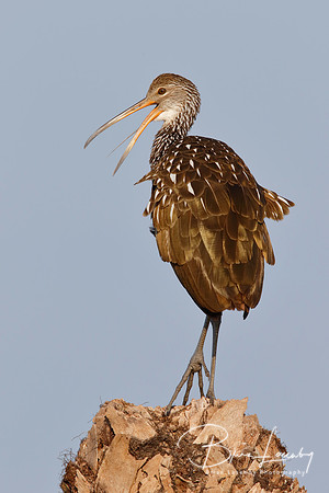 Limpkin calling from a palm stump - Florida