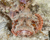 Spotted Scorpionfish - Bonaire