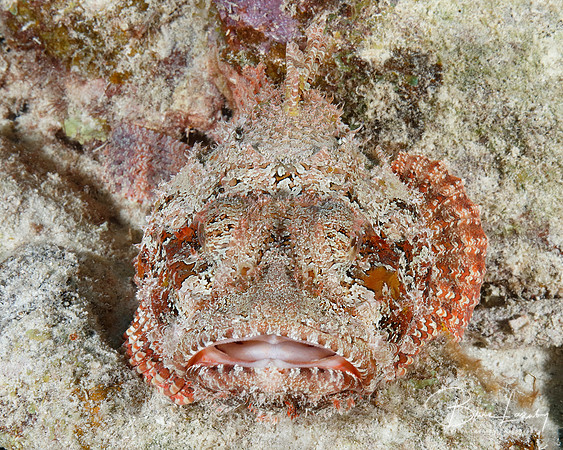 Spotted Scorpionfish - Bonaire
