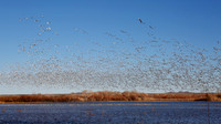 Flock of Snow Geese taking flight from a pond in winter