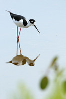 Black-necked Stilt