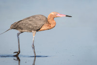 Reddish Egret