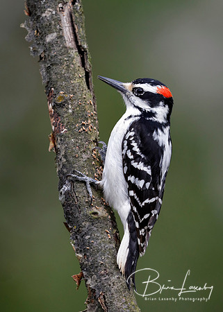 Male Hairy Woodpecker perched on a tree branch - Ontario, Canada