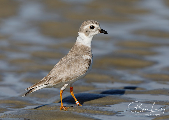 Endangered Great Lakes Piping Plover in winter - Jekyll Island,