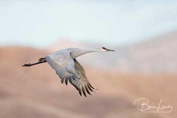 Sandhill Crane in flight - New Mexico