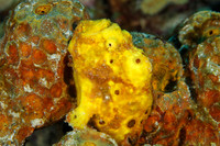 Longlure Frogfish Hiding on a Sponge - Bonaire