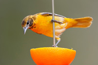 Female Baltimore Oriole (Icterus galbula) - Grand Bend