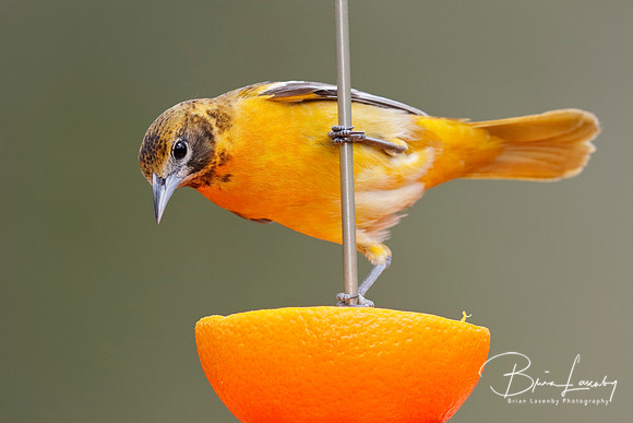 Female Baltimore Oriole (Icterus galbula) - Grand Bend